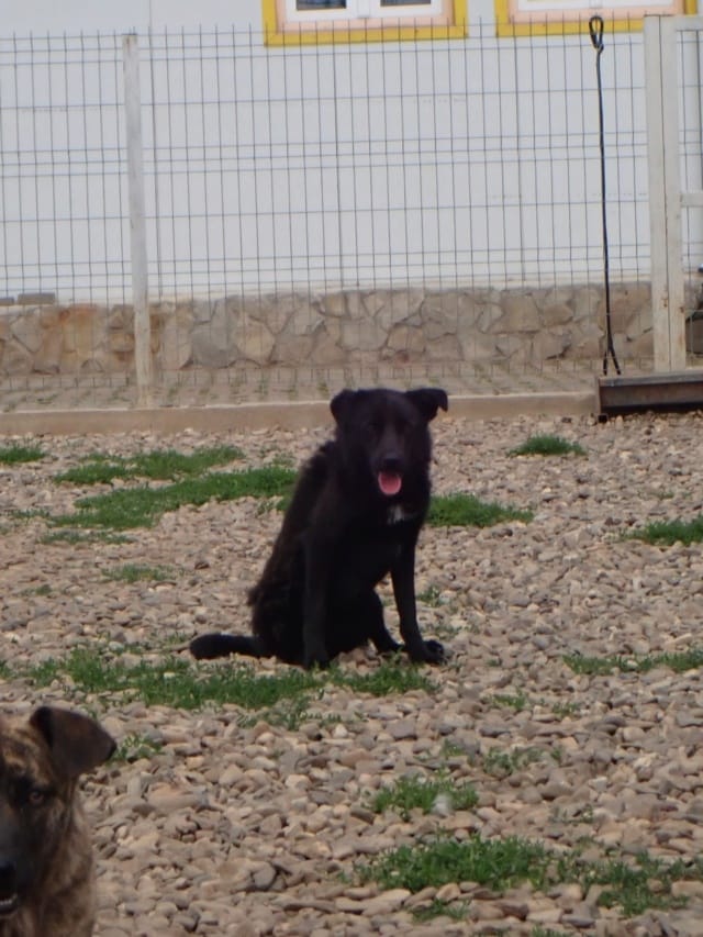 Dalton, rescue dog available for adoption