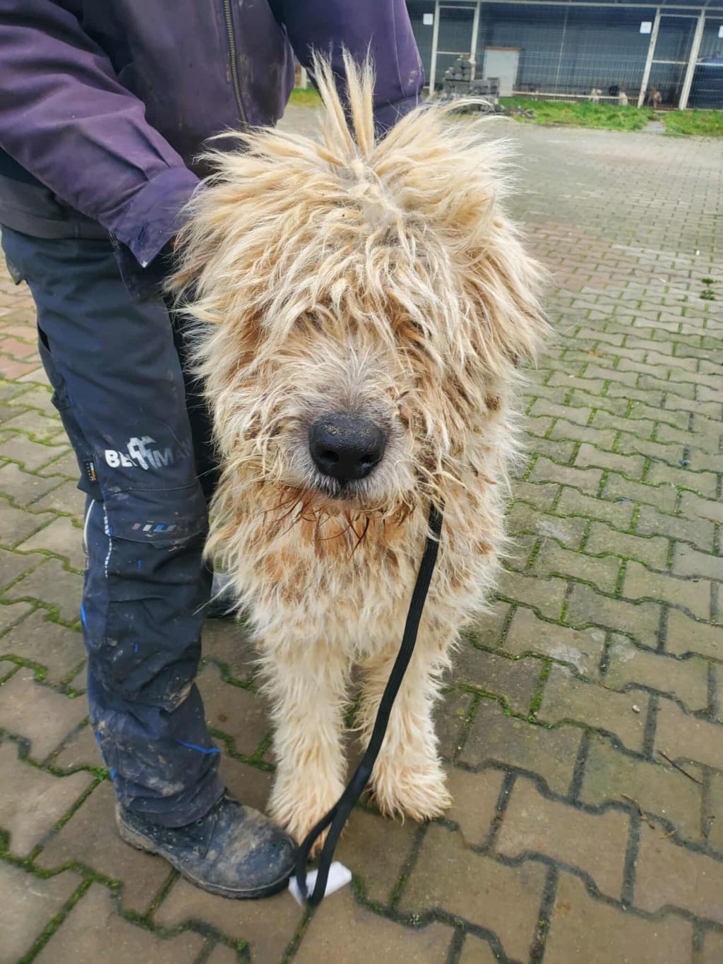 Darren, rescue dog available for adoption