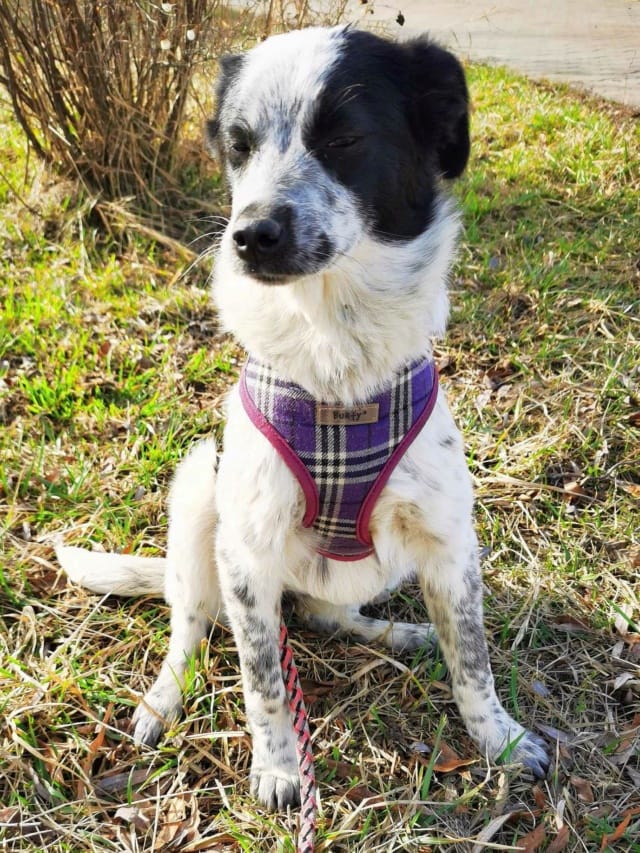 Deltyva, rescue dog available for adoption