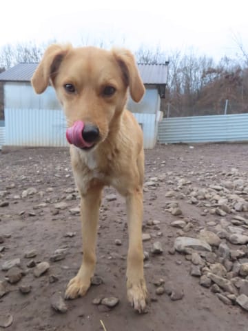 Donno, rescue dog available for adoption