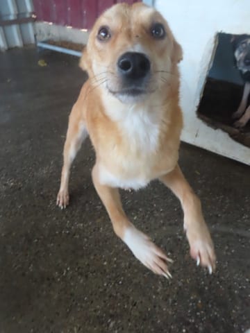 Donovan, rescue dog available for adoption