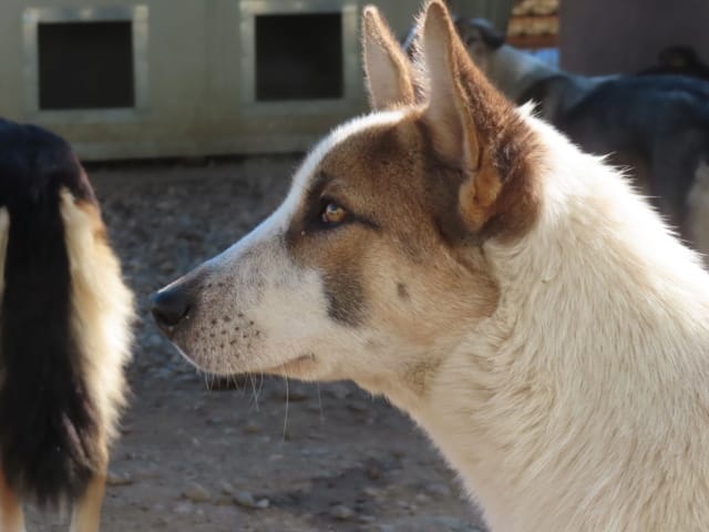 Doreen, rescue dog available for adoption