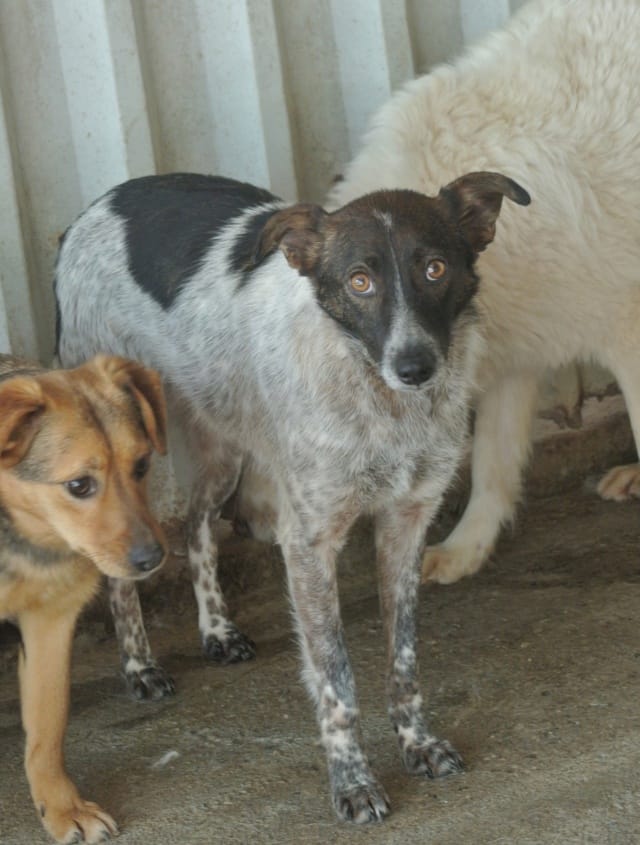 Ellie, rescue dog available for adoption