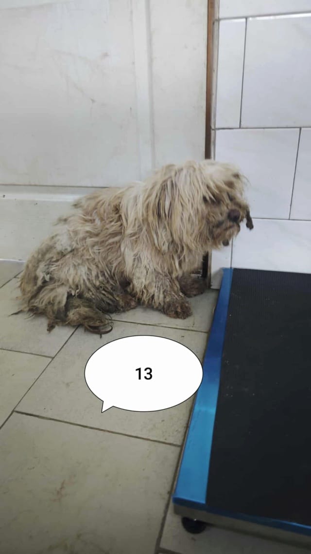 Emoji, rescue dog available for adoption