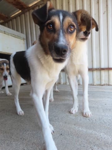 Flora, rescue dog available for adoption