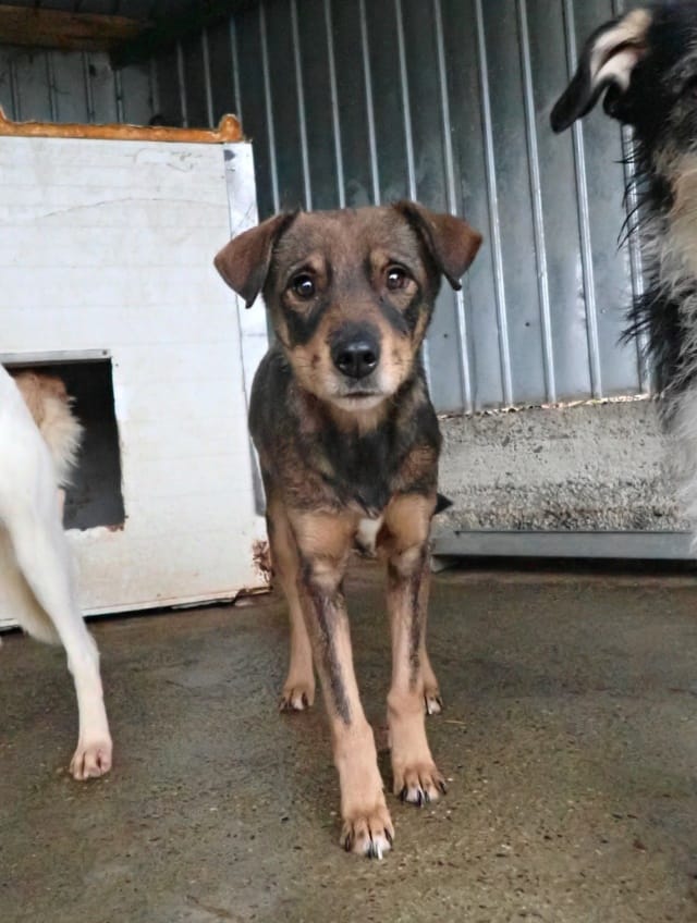 Framboise, rescue dog available for adoption