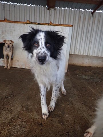 Funny, rescue dog available for adoption