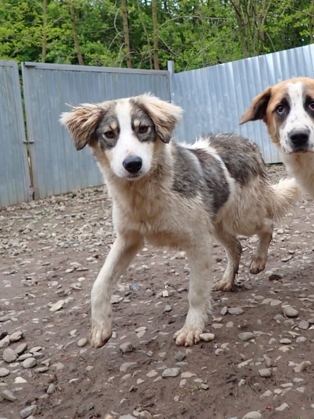 Gachette, rescue dog available for adoption