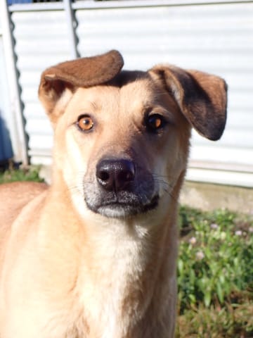 Gangnam, rescue dog available for adoption