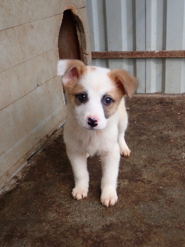 Georges, rescue dog available for adoption