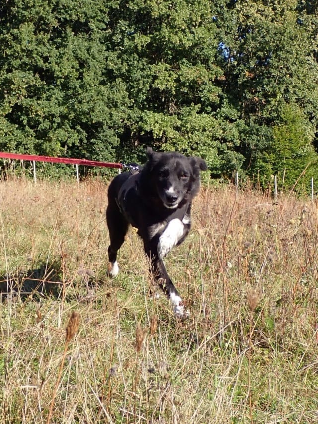 Grisette, rescue dog available for adoption
