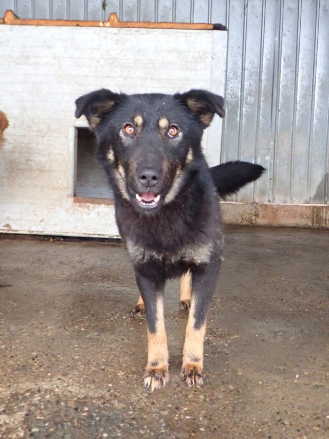 Hina, rescue dog available for adoption