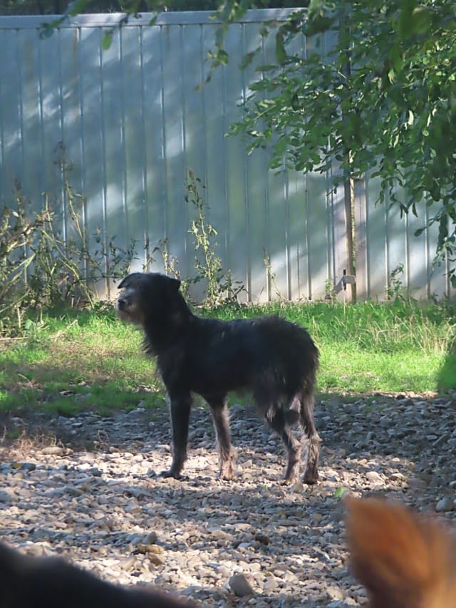 Hitchcock, rescue dog available for adoption