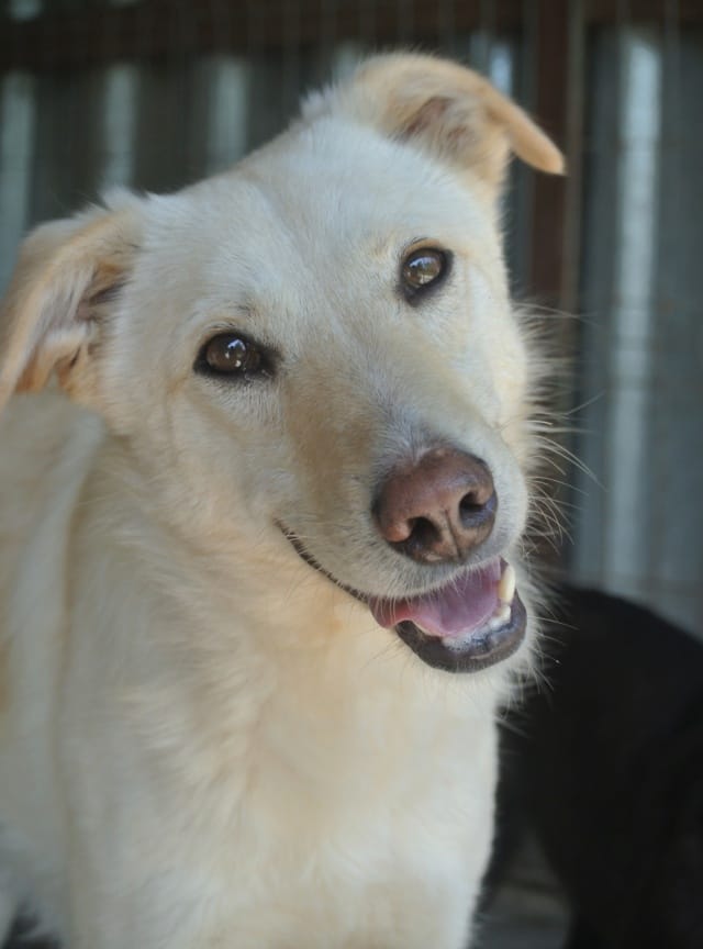Hyperion, rescue dog available for adoption