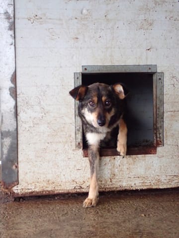 Ioniq, rescue dog available for adoption