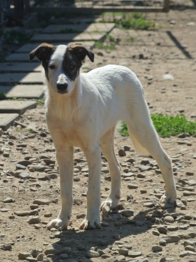 Ipnos, rescue dog available for adoption