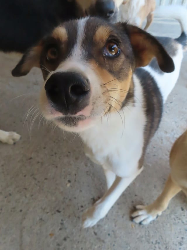 Isao, rescue dog available for adoption