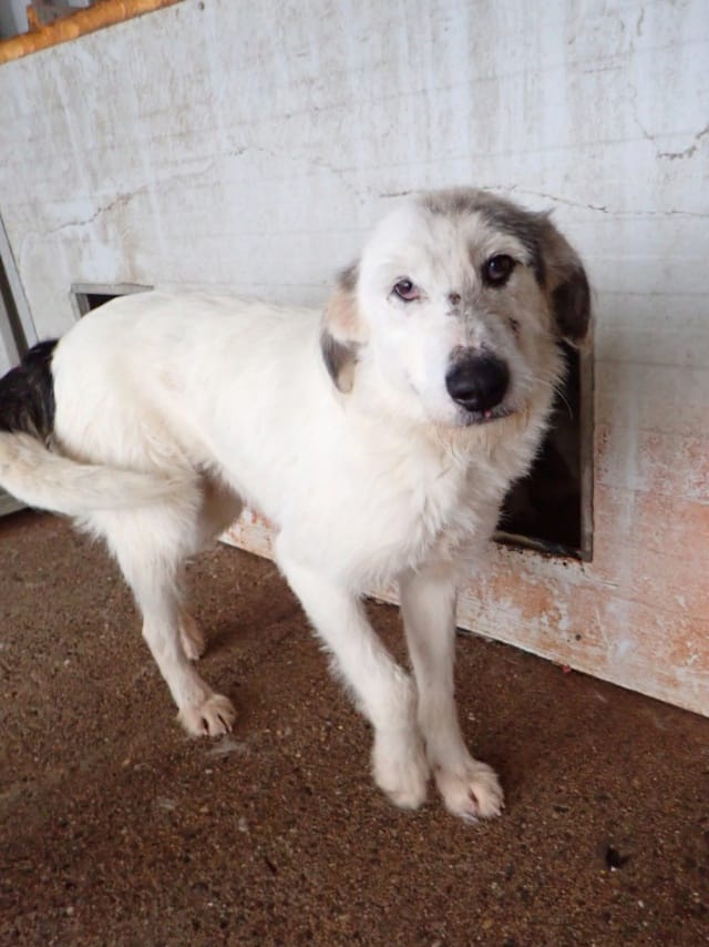 Issam, rescue dog available for adoption