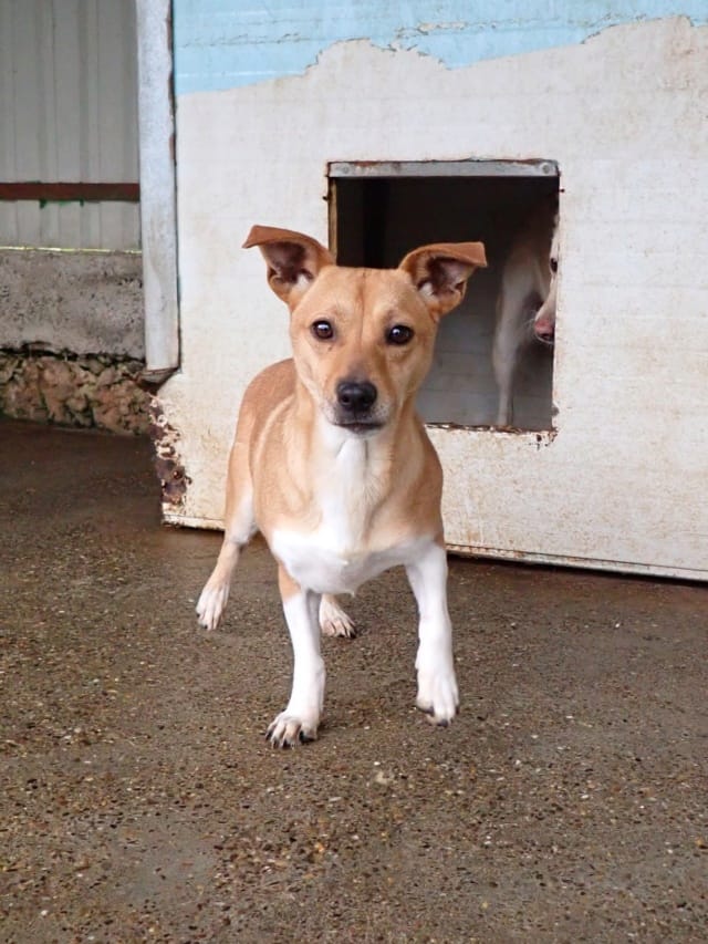 Jadore, rescue dog available for adoption