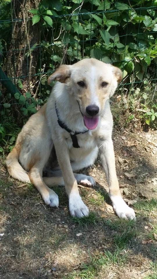 Java, chien à l'adoption