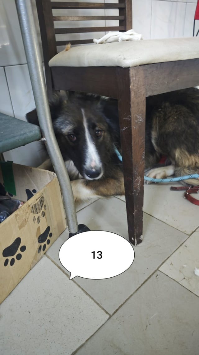 Jinn, rescue dog available for adoption