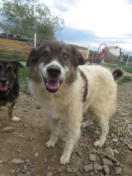 Kafka, rescue dog available for adoption