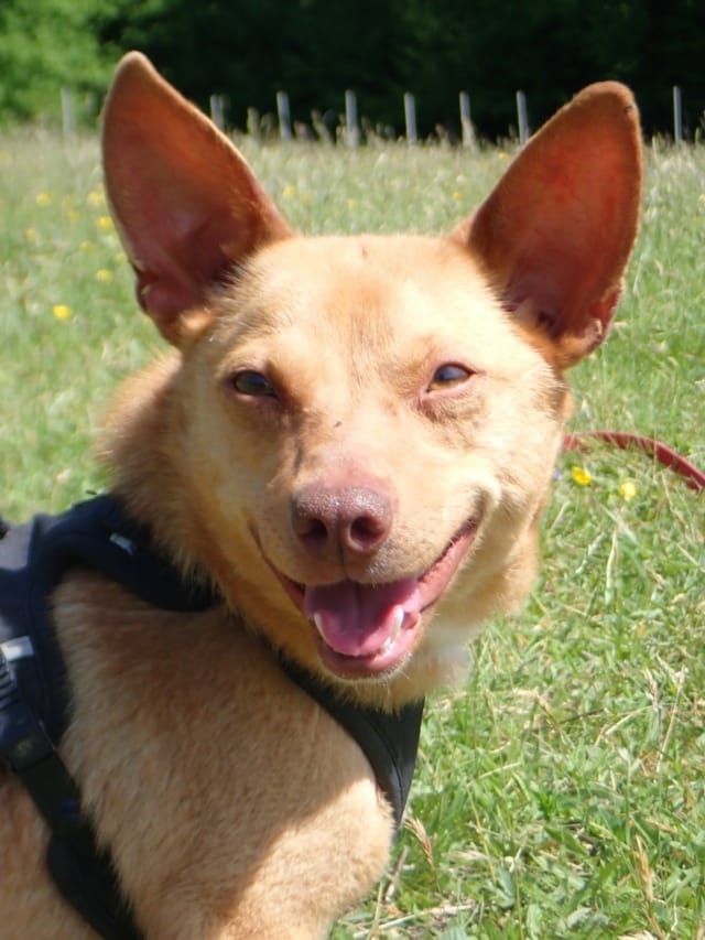 Kassia, rescue dog available for adoption