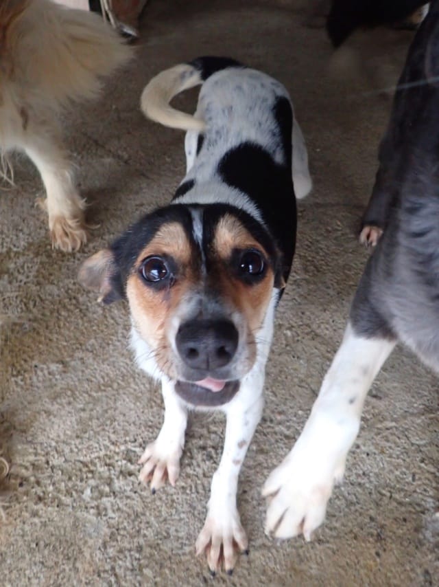 Katzuki, rescue dog available for adoption