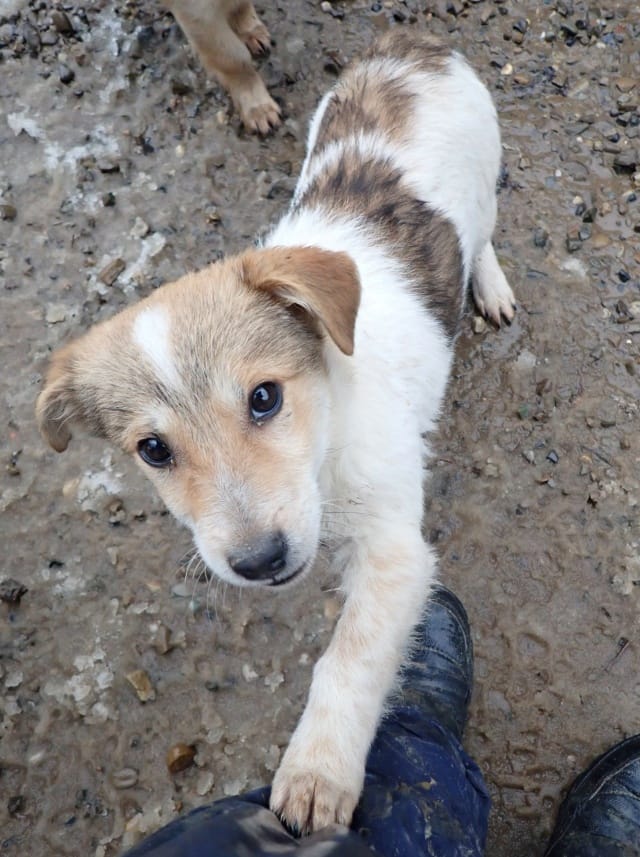 Kiartan, rescue dog available for adoption