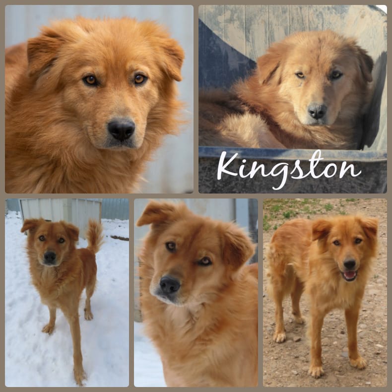 Kingston, rescue dog available for adoption