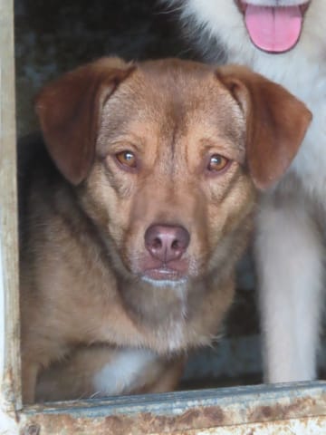 Kira, rescue dog available for adoption