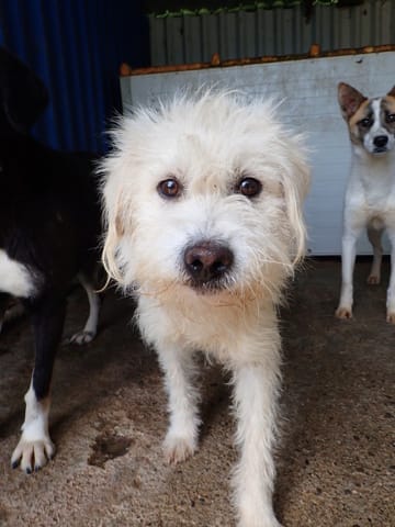 Korugu, rescue dog available for adoption