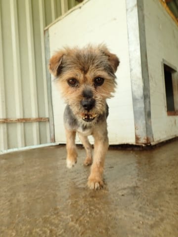 Kovou, rescue dog available for adoption