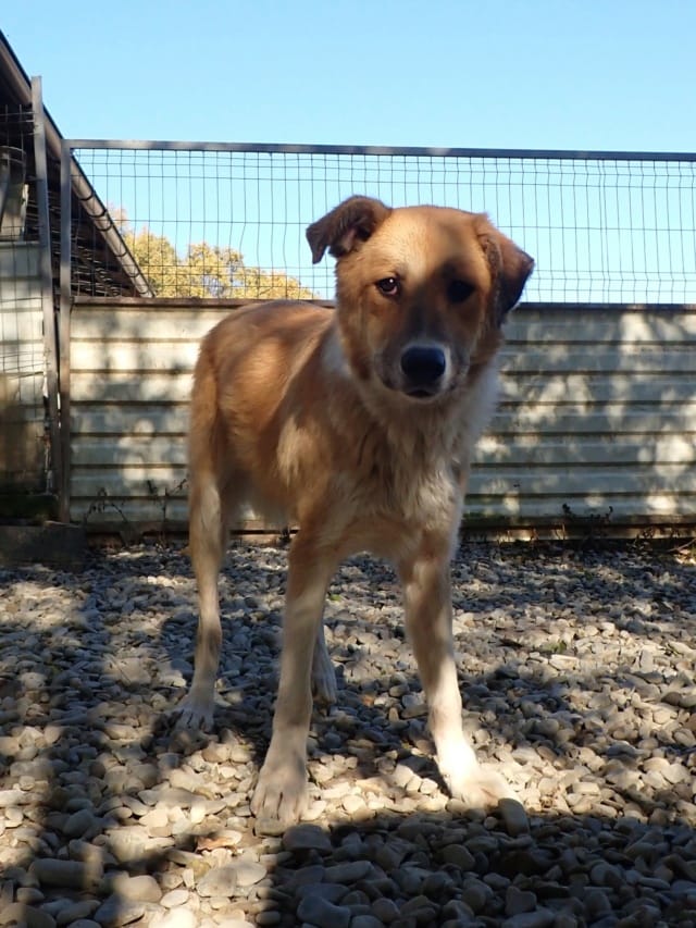 Laly, chien à l'adoption