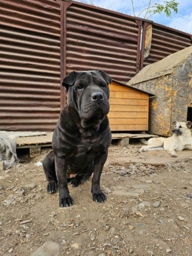 Lipa, rescue dog available for adoption