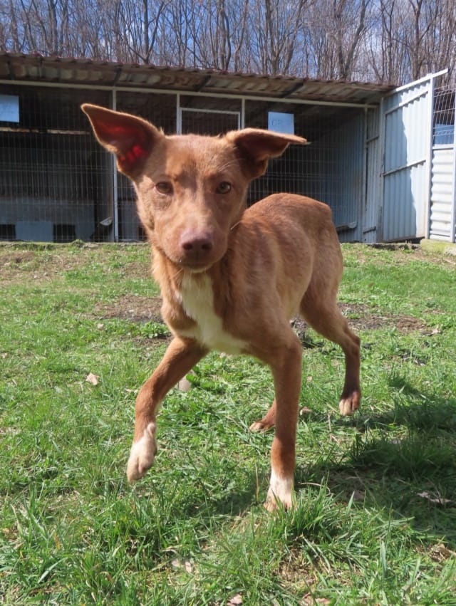 Lipova, rescue dog available for adoption