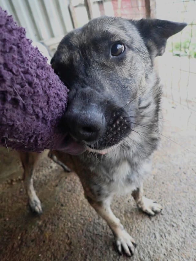 Lipton, rescue dog available for adoption
