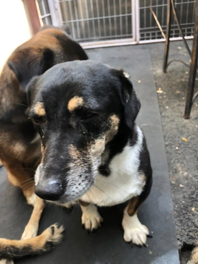Lisette, rescue dog available for adoption