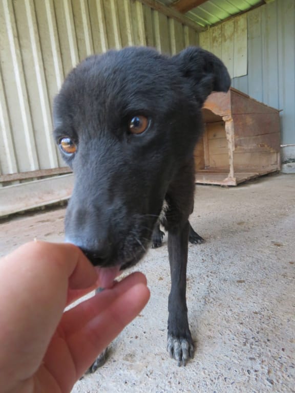 Litchee, rescue dog available for adoption