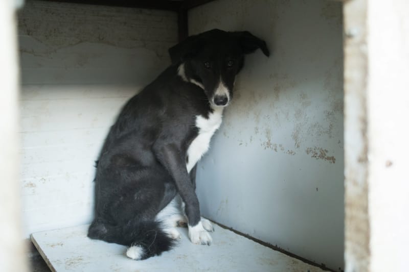 Loulette, rescue dog available for adoption
