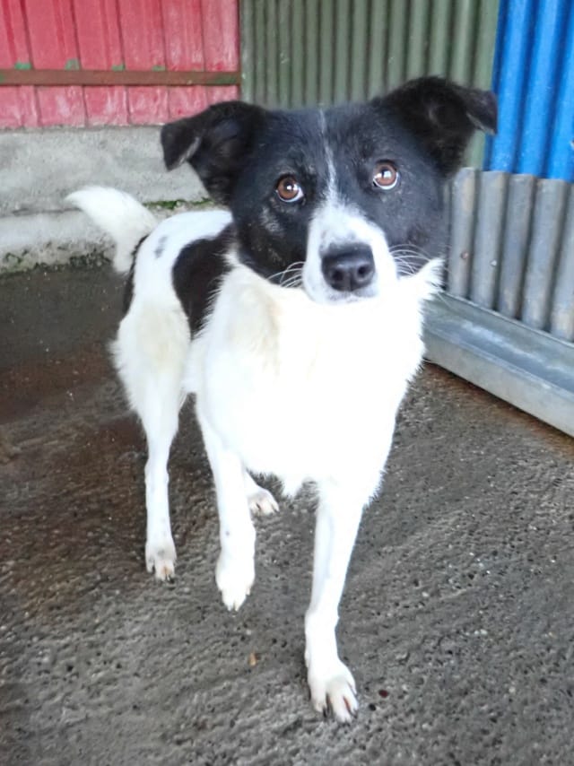 Luma, rescue dog available for adoption