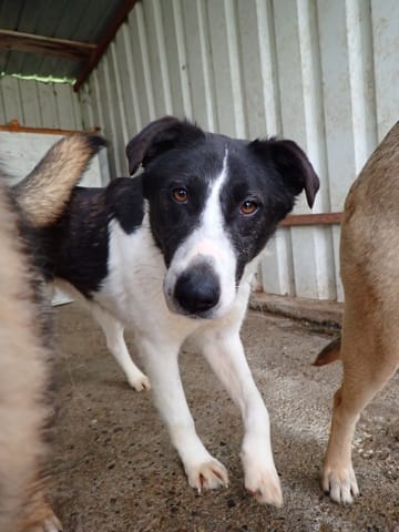 Lyly, rescue dog available for adoption