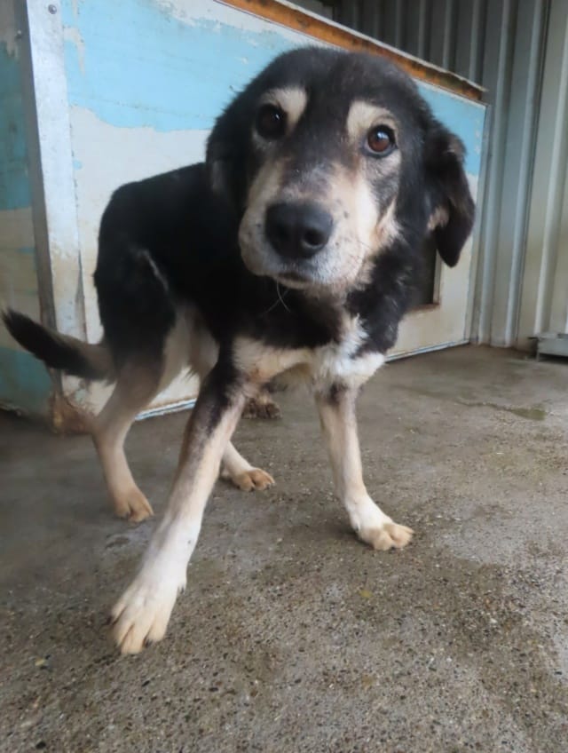 Magica, rescue dog available for adoption