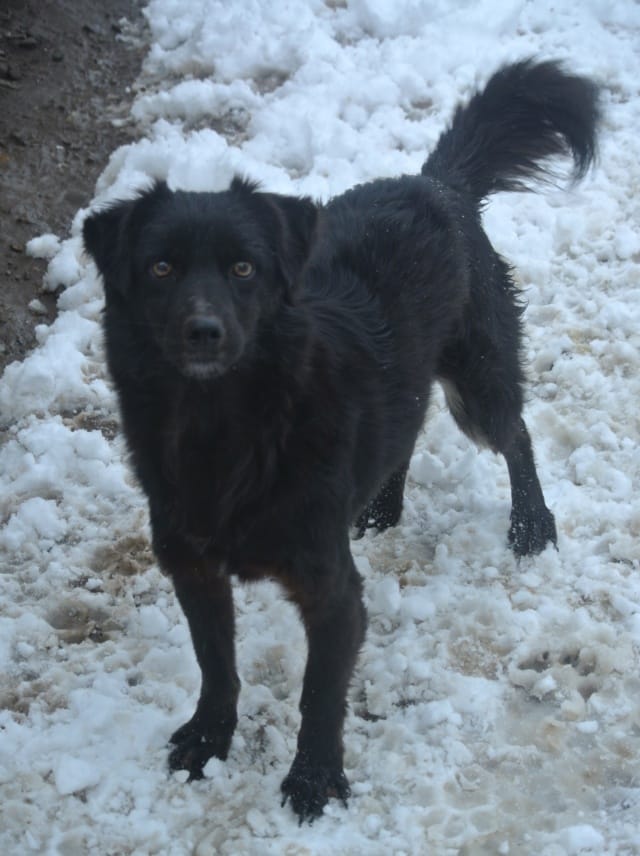 Mamour, rescue dog available for adoption
