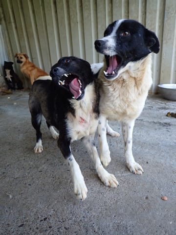 Mara, rescue dog available for adoption