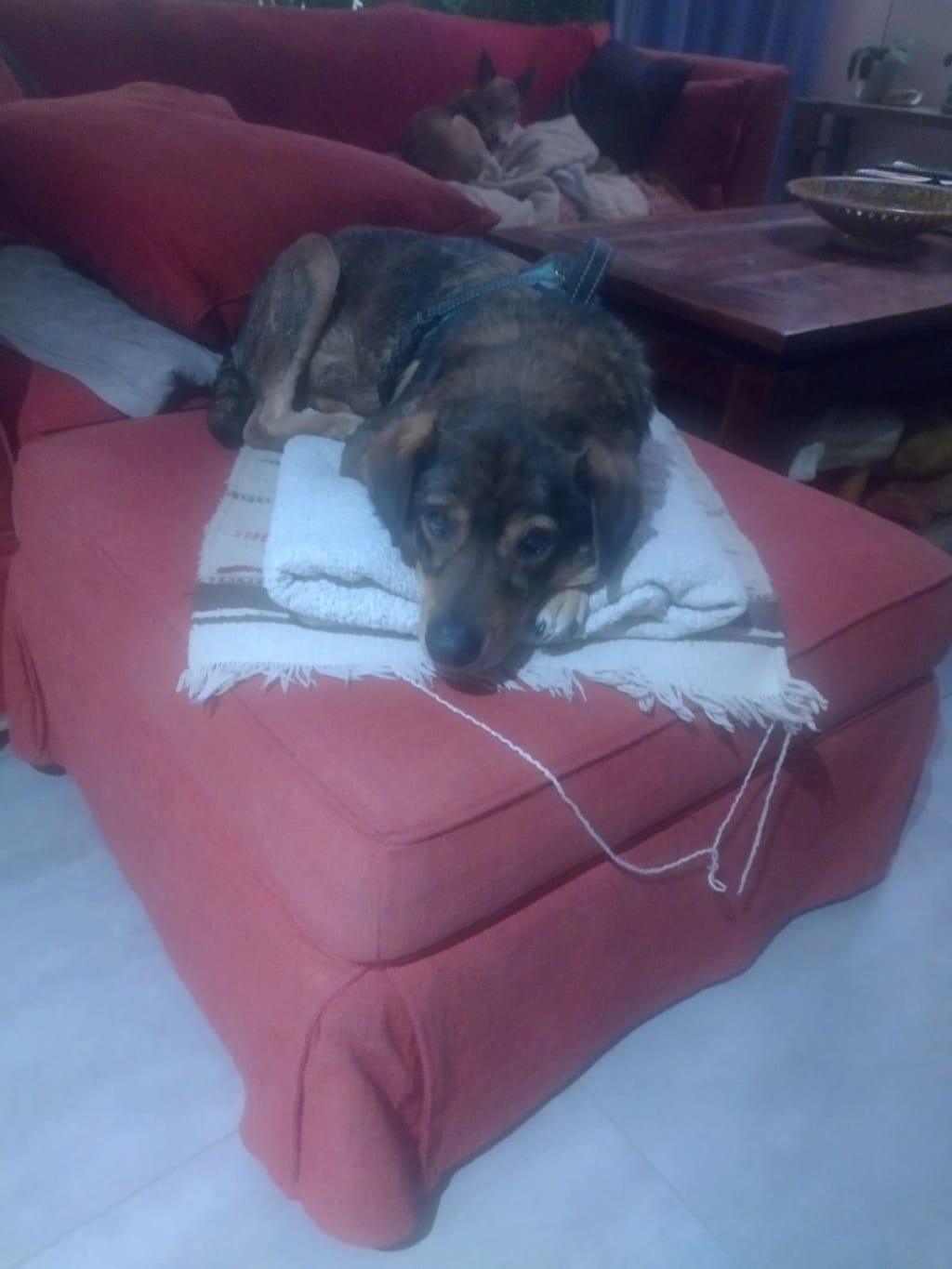 Maserati, rescue dog available for adoption