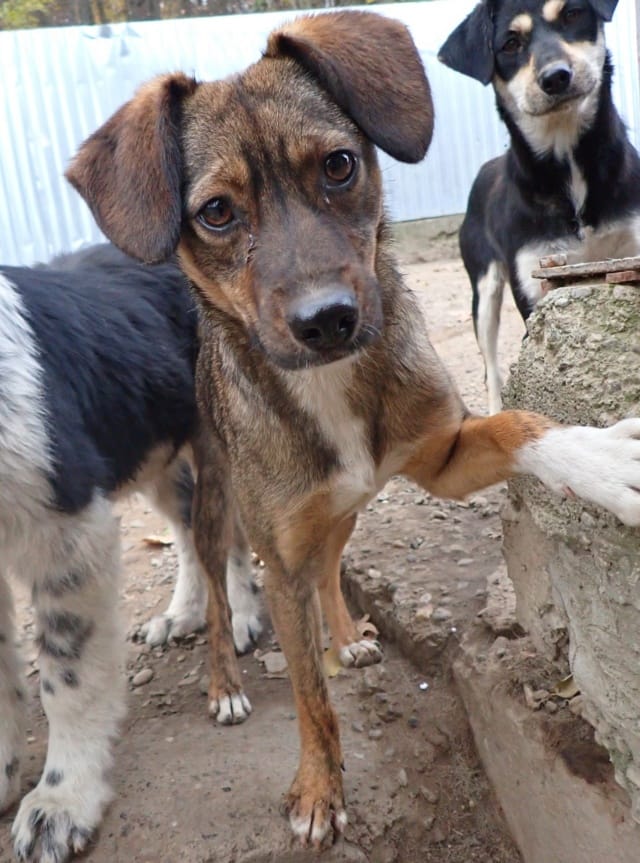 Mayfeld, rescue dog available for adoption