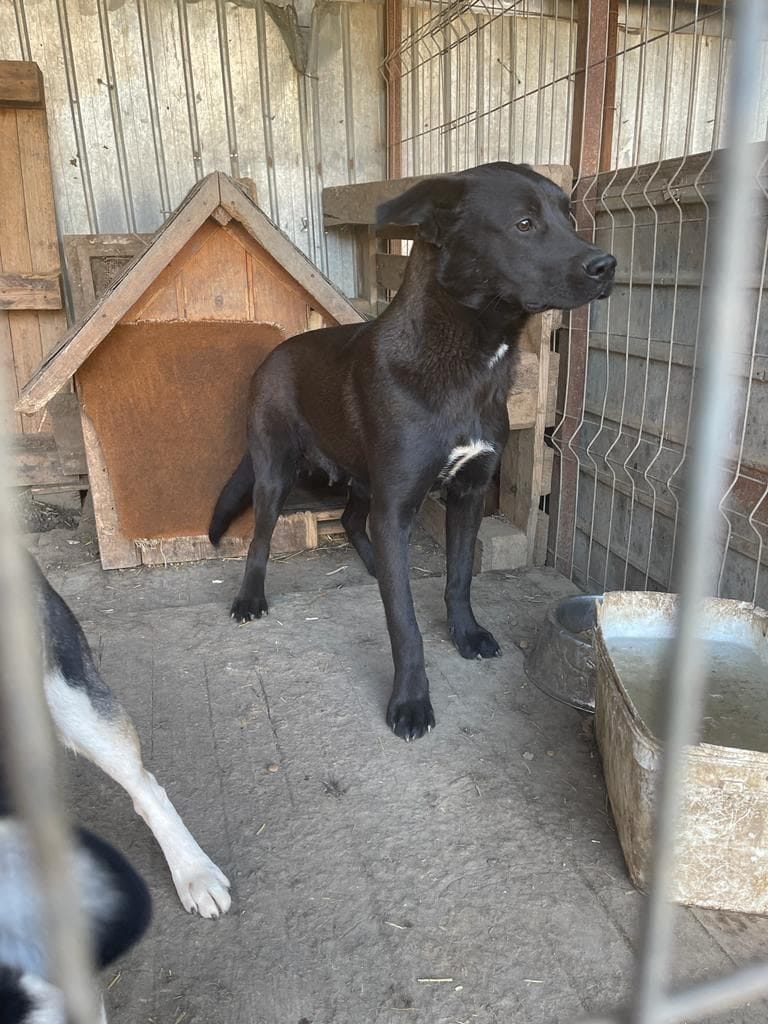 Mila, rescue dog available for adoption