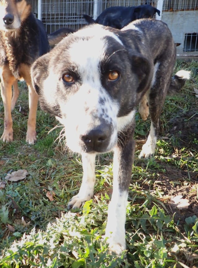 Mira, rescue dog available for adoption
