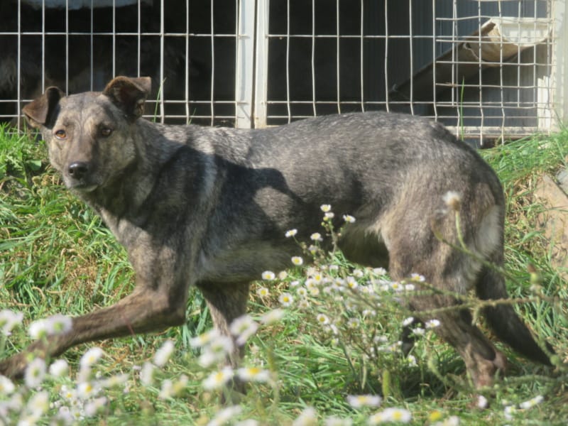 Montana, rescue dog available for adoption